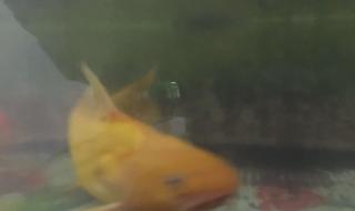 异形观赏鱼 异形观赏鱼